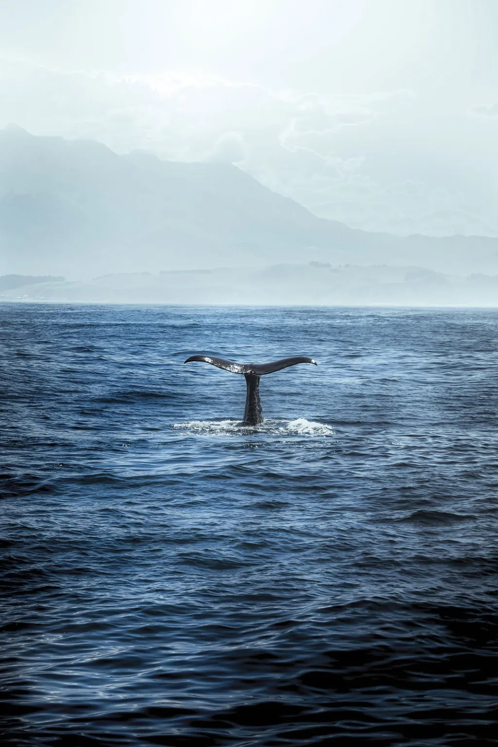 WISTFUL WHALE main image 1